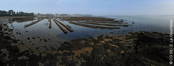 Tables ostréicoles dans le Golfe du Morbihan