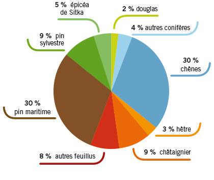 Répartition des surfaces de forêts de production du Morbihan en fonction des principales essences forestières