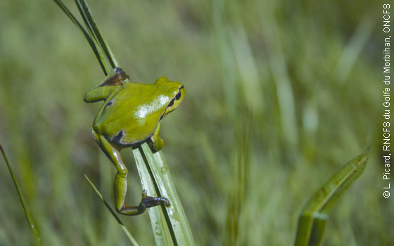 Rainette verte, espèce protégée au niveau national